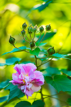 芙蓉花特写