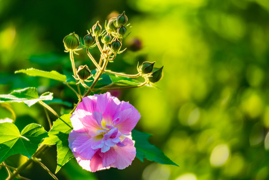 芙蓉花特写