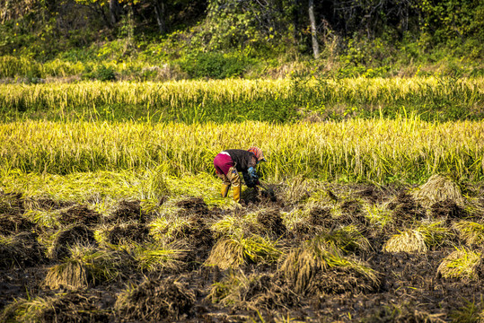 农民收割稻子