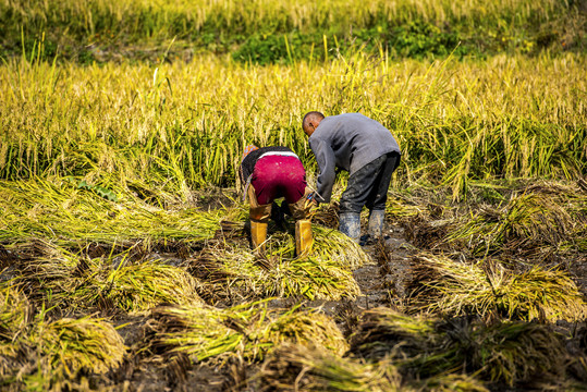 农民收割稻子