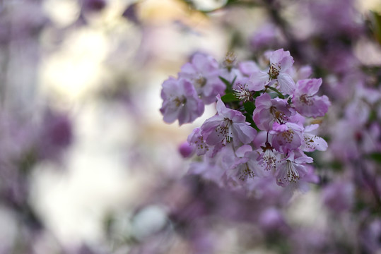 花卉特写