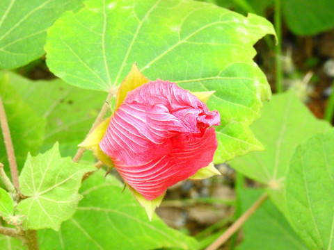 木芙蓉摄影