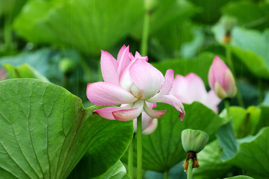 雨荷