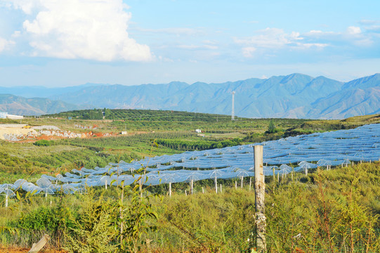 云南雪桃基地