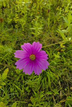 格山花