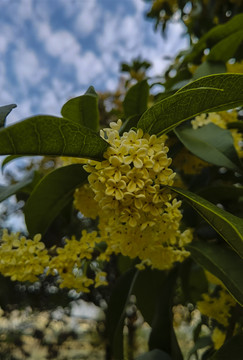 桂花