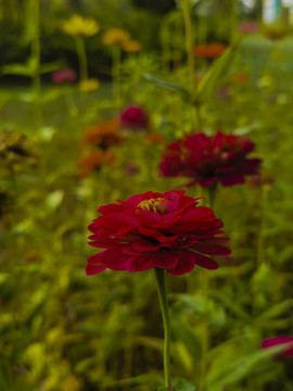 格山花
