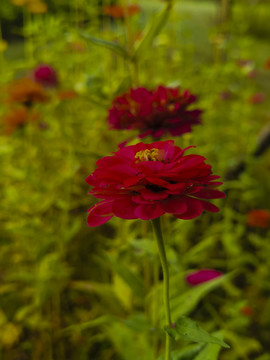 格山花