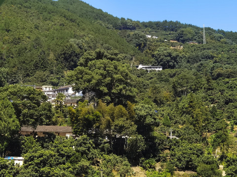 山野人家