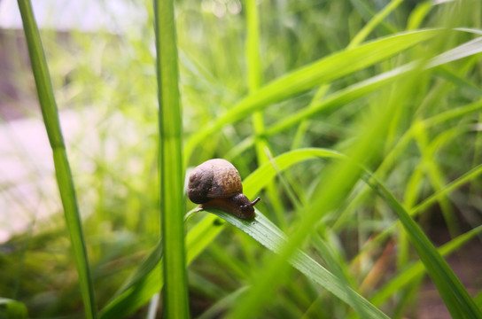 蜗牛
