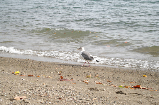 海边的鸟