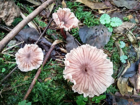 野山菌野生菌野蘑菇