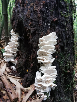 野山菌野蘑菇菌子蘑菇