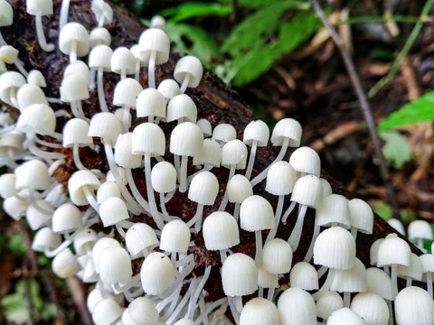 野山菌野蘑菇菌子蘑菇