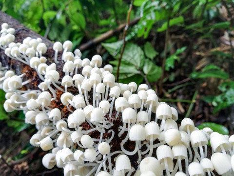 野山菌野蘑菇菌子蘑菇