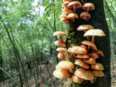 蘑菇野山菌野生菌