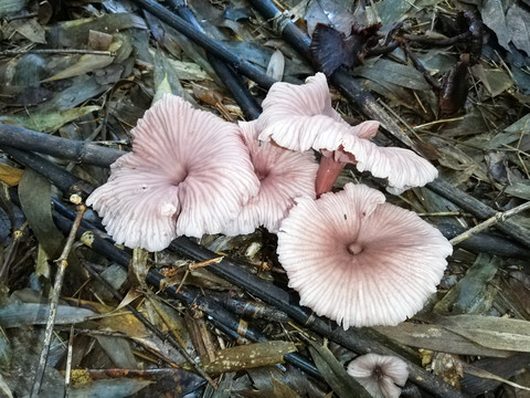 野山菌野生菌野蘑菇
