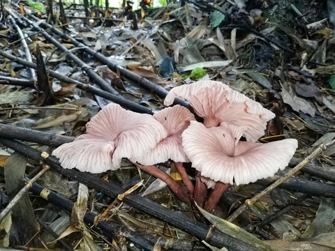 野山菌野生菌野蘑菇