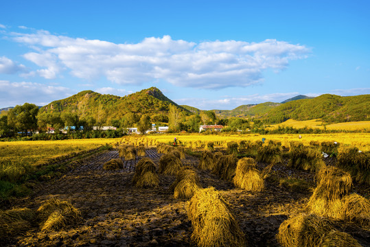 稻田远山