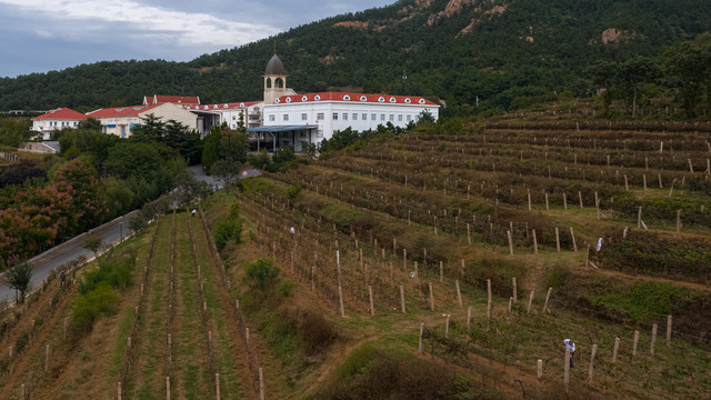 青岛华东百利酒庄