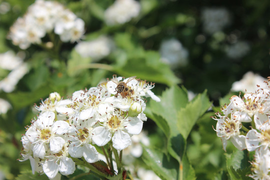 蜜蜂和山楂花