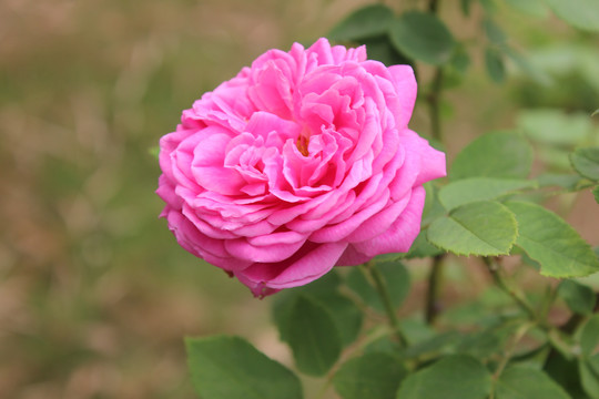 粉红色月季花