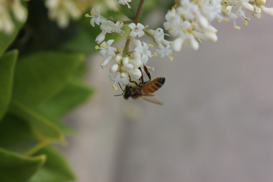 采酿春忙小蜜蜂