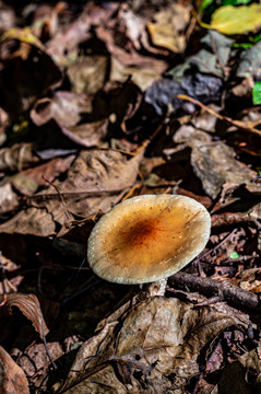 森林中的野生蘑菇