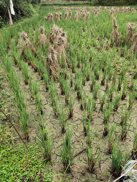 收割后的稻田