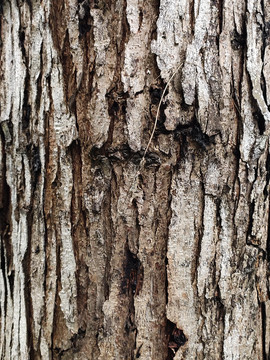 椿树树皮纹理背景