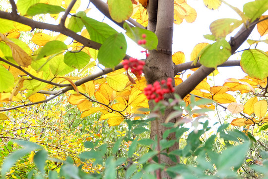 济南大学校园的秋天