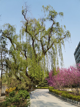 济南大学校园风景