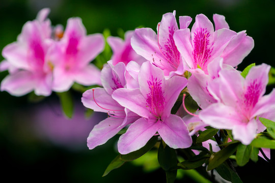 粉色杜鹃花