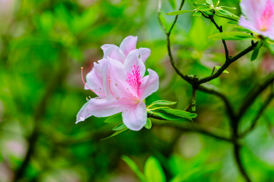 粉色杜鹃花