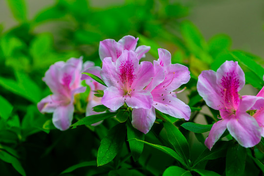 粉色杜鹃花