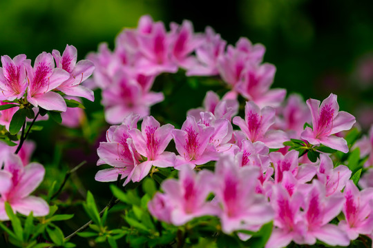 粉色杜鹃花