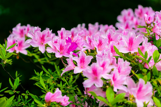粉色杜鹃花