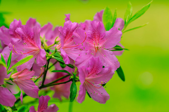 玫红杜鹃花