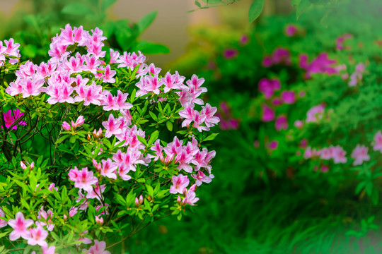 粉色杜鹃花