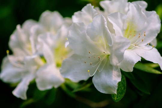 白色杜鹃花