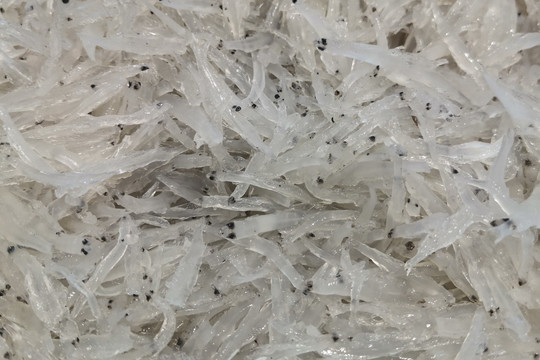 小银鱼