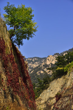 大山秋色秋光