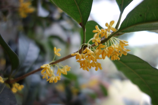 桂花