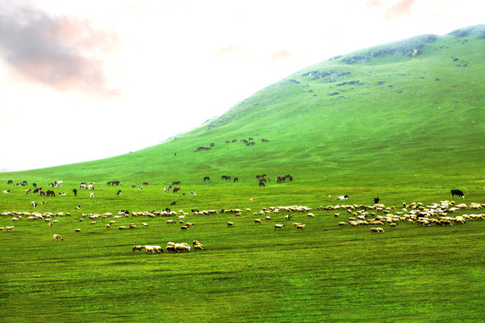 新疆草原羊群