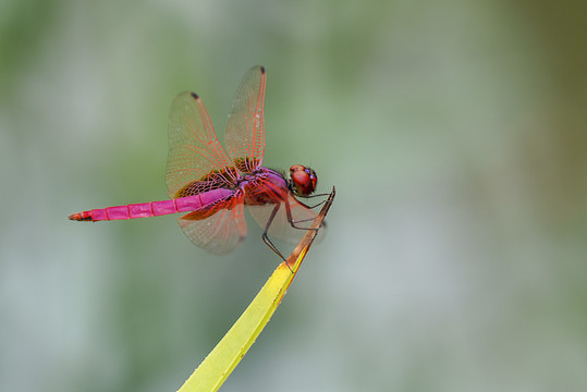 红蜻蜓