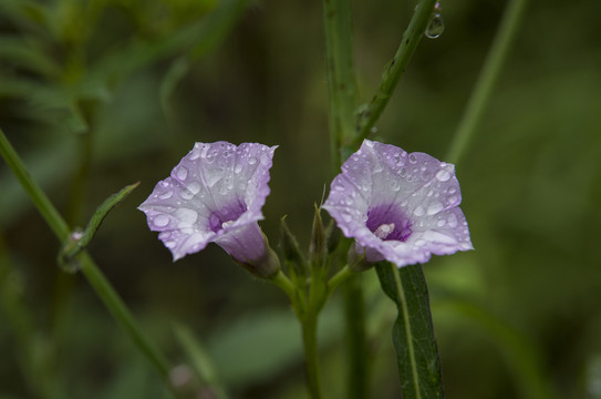 牵牛花