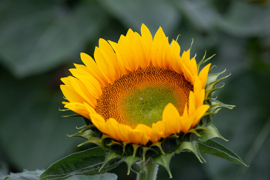 葵花