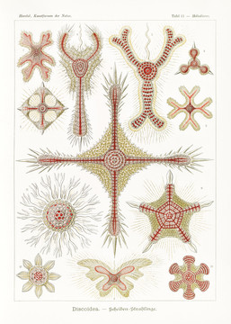 恩斯特·海克尔盘状射线生物插画