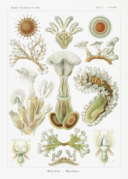 恩斯特·海克尔苔藓生物插画
