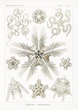 恩斯特·海克尔海星生物插画